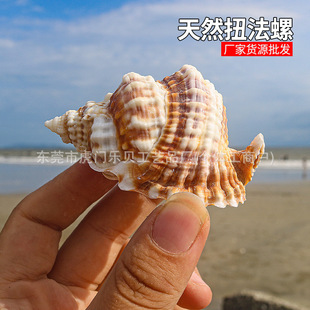 扭法螺5-6厘米天然海螺贝壳橱窗摆件装饰鱼缸造景收藏标本螺