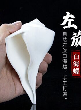 尼泊尔左旋白海螺藏传法螺生物左旋天然右旋藏式七供八供白海螺