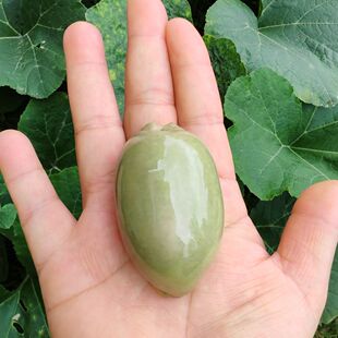 澡化花枕宝螺天然稀有海螺贝壳标本收藏鱼缸水族造景装饰摆件