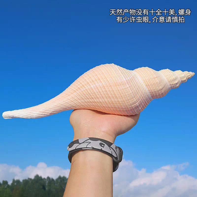大号长香螺天然贝壳大海螺号角收藏老角响螺切口能吹响道士吹号