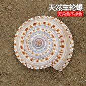 大草帽螺天然贝壳海螺地中海创意橱窗摆件鱼缸造景装 饰车轮螺标本
