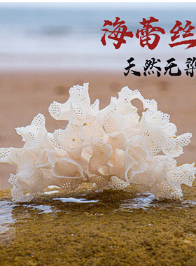 天然海蕾丝海洋风格鱼缸造景装饰品摆件家居工艺品摆件收藏道具