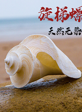 天然稀有海螺旋梯螺贝壳鱼缸水族造景装饰标本地中海家居收藏摆件