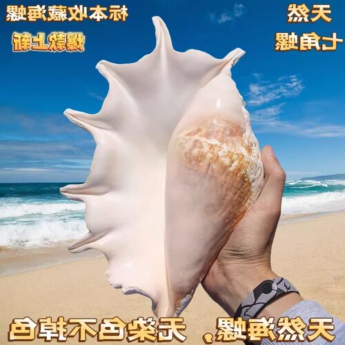 天然七角螺大海螺鱼缸造景摆件