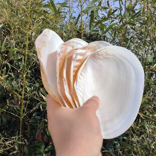 天然抛光单片光亮白珍珠贝壳蚌壳鱼缸造景拍摄道具果盘餐具菜盘