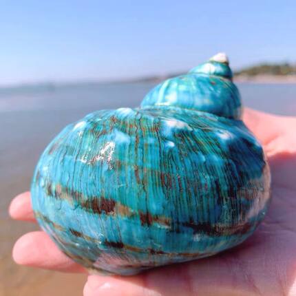 绿嵘螺银条绿螺精品天然海螺贝壳收藏装饰摆设包邮送礼品