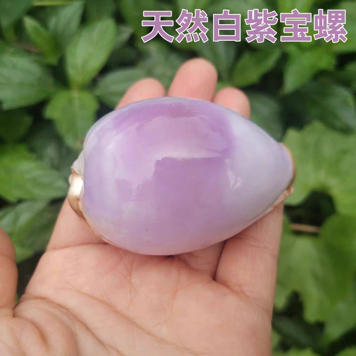 天然海螺贝壳地图宝螺稀有精品收藏级标本螺白紫宝螺装饰创意礼物