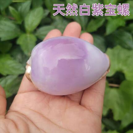天然海螺贝壳地图宝螺稀有精品收藏级标本螺白紫宝螺装饰创意礼物