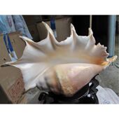 天然海螺贝壳超大七角螺壳贝壳家居鱼缸装 饰婚礼布置摆件礼物