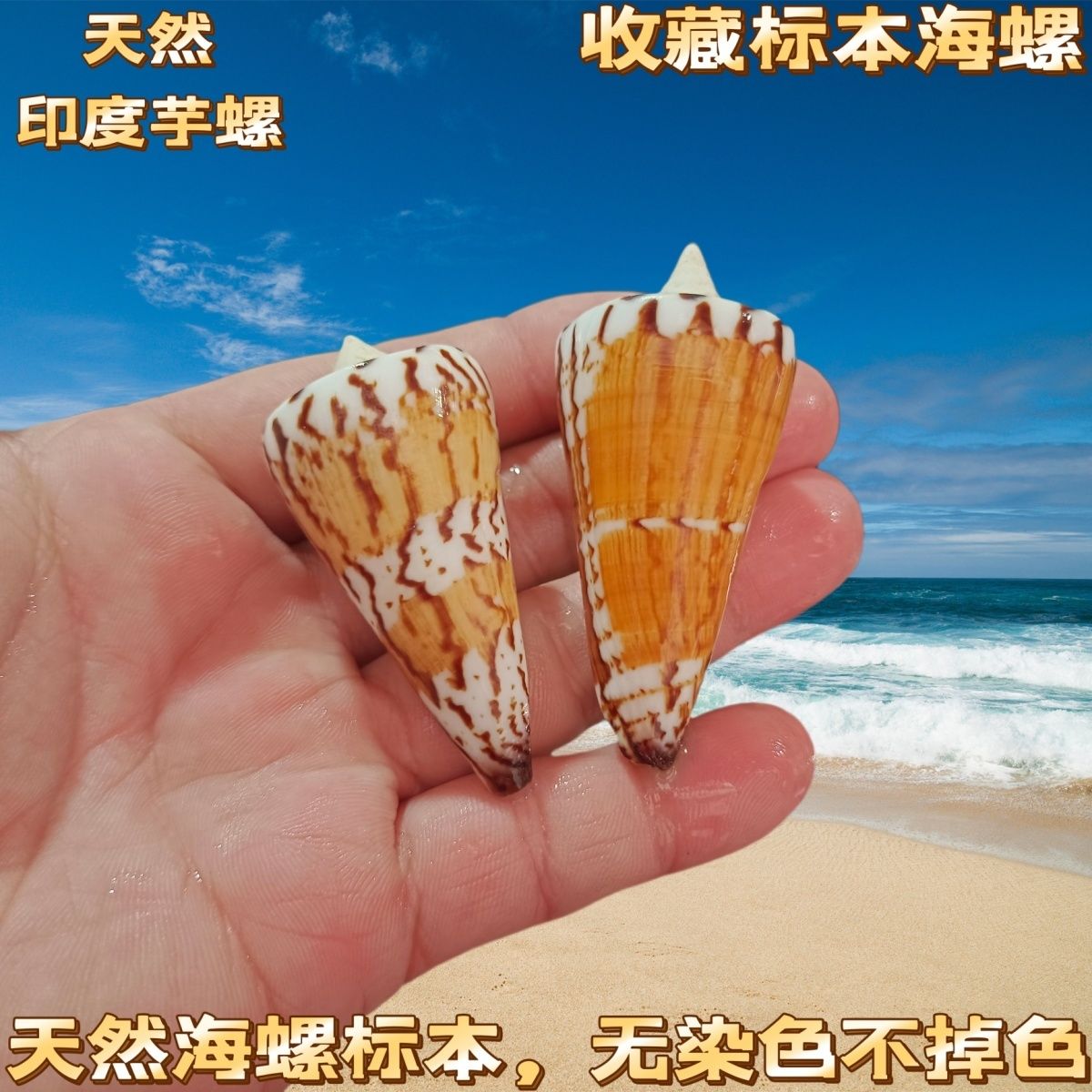 天然宝螺芋螺黑星芋魔法芋螺 芝麻玉米螺收藏观赏标本鱼缸水族箱