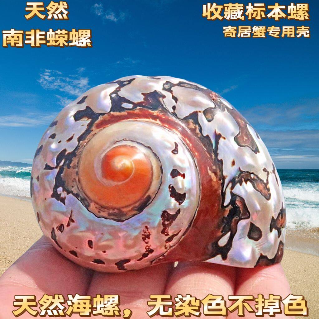 南非嵘螺天然海螺贝壳精品标本螺收藏送礼南非蝾螺鱼缸造景装饰品
