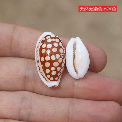 花鹿宝螺天然贝壳海螺稀有收藏标本螺鱼缸造景地中海家居装饰摆件