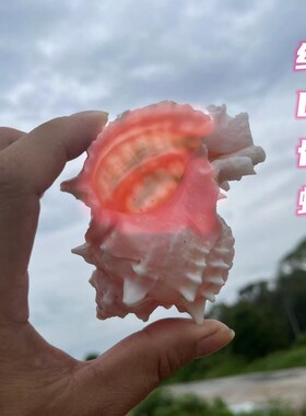 厂家直销红口骨螺寄居蟹替换壳鱼缸造景装饰摆件网红拍照摄影道具