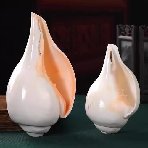 礼佛供养用品天然白海螺 法螺 右旋 精品可吹响