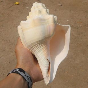 天然海螺贝壳超大蛙螺鱼缸造景摆件收藏螺号可吹响特大号角包邮