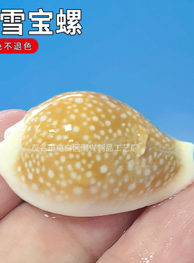 初雪宝螺天然稀有海螺贝壳家居摆件创意收藏标本鱼缸造景装饰礼物