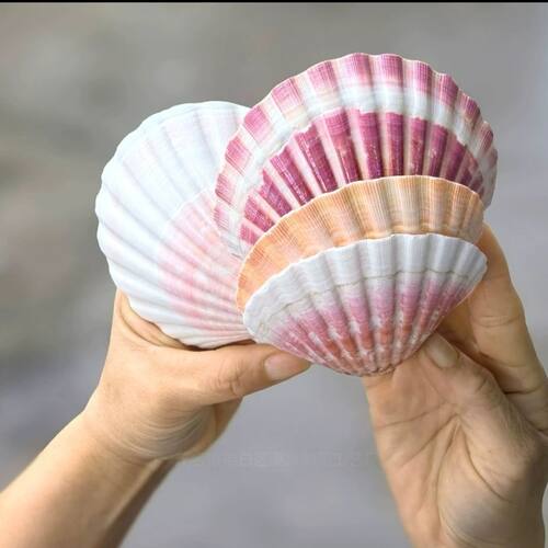 天然材质中国大陆大扇贝彩色海螺贝壳夏邑潮流饰物