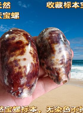 天然海螺贝壳丛云宝螺 稀有标本螺 鱼缸水族箱造景 家居收藏摆件