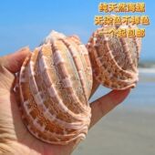 琴螺纯天然贝壳海螺多肉花盆摆件道具卷贝鱼寄居蟹替换壳鱼缸造景