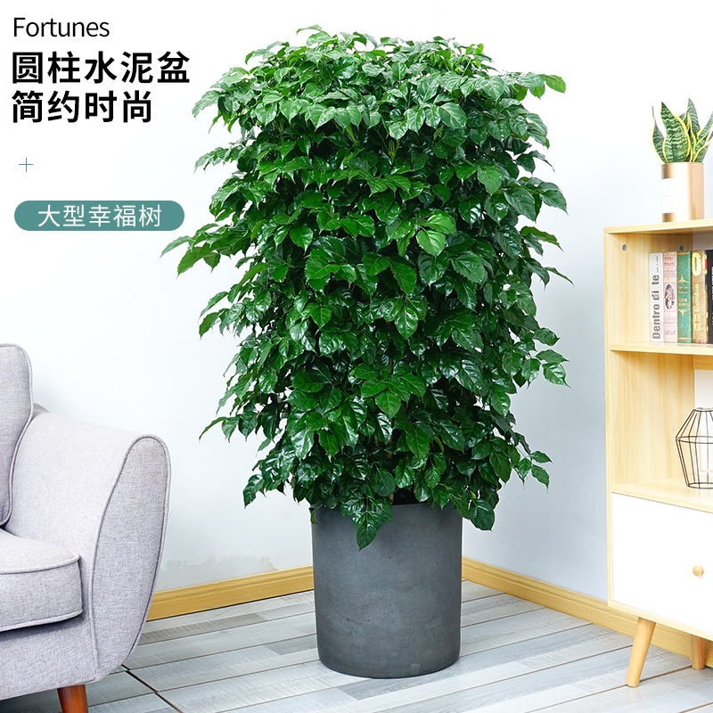 福尚來幸福樹盆栽植物室內(nèi)客廳辦公室吸甲醛凈化空氣綠植大型幸福
