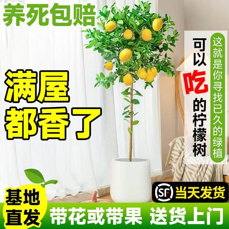 香水柠檬树盆栽绿植大型室内客厅植物吸甲醛阳台四季好养花卉带果