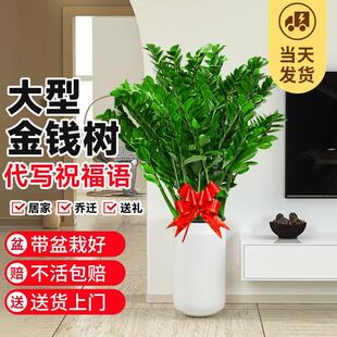 金钱树盆栽大盆客厅绿植好养活四季家庭新房去甲醛大型室内植物禄