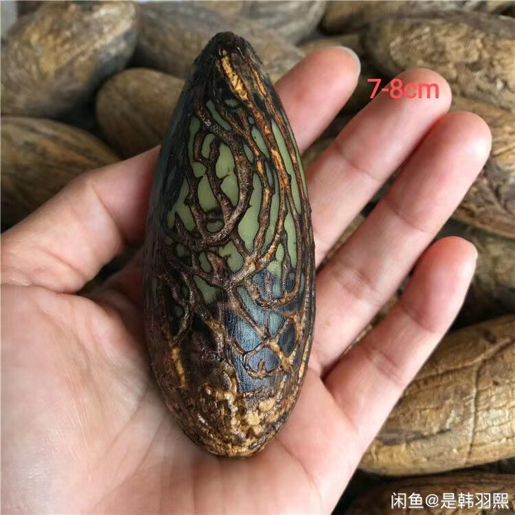 【精品果】千眼菩提子原籽原料天然绿果白果老果手串手把件菩提根