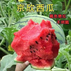 懒汉超甜京欣西瓜种子甜脆抗裂高产庭院水果种籽四季阳台含糖量高