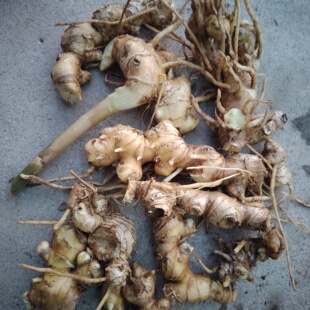 广西现挖野生高良姜山姜