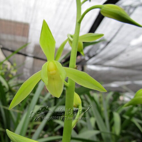 墨兰花带花箭花苞香春节开花