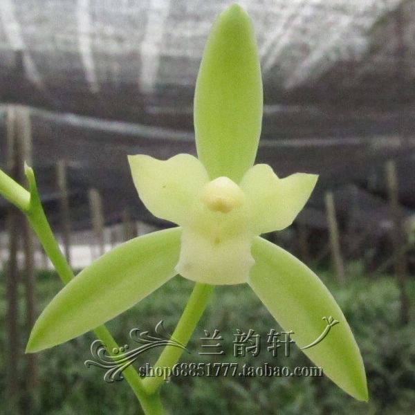 Bud orchid Cymbidium Gagger Su/Tianxiang/Iron bone white bud/National beauty and heavenly fragrance -- Peony Old 3 yuan/Seedlingin the Flower delivery/Flowers simulation/Plants gardening , Flowers/Potted plants (New) , Flowers  category - from Buy2taobao.com to provide professional Taobao agent buy service