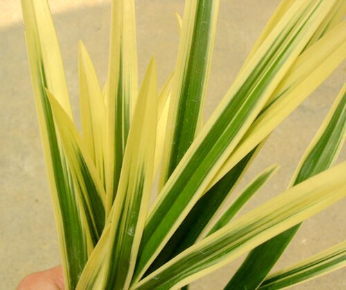 盆栽绿植花卉兰花建兰漂亮锦艺 锦旗  线艺兰爱开花 送礼佳品大气