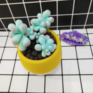 哆来咪 超轻粘土多肉多头成品 家居摆件 生日礼物 diy创意手工