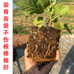 白色无纺布降解营养袋【无花果种苗扦插育苗袋】移栽快递专用布袋