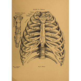 人体骨骼图挂图器官内脏结构图海报脊柱图解肌肉分布解剖图挂画