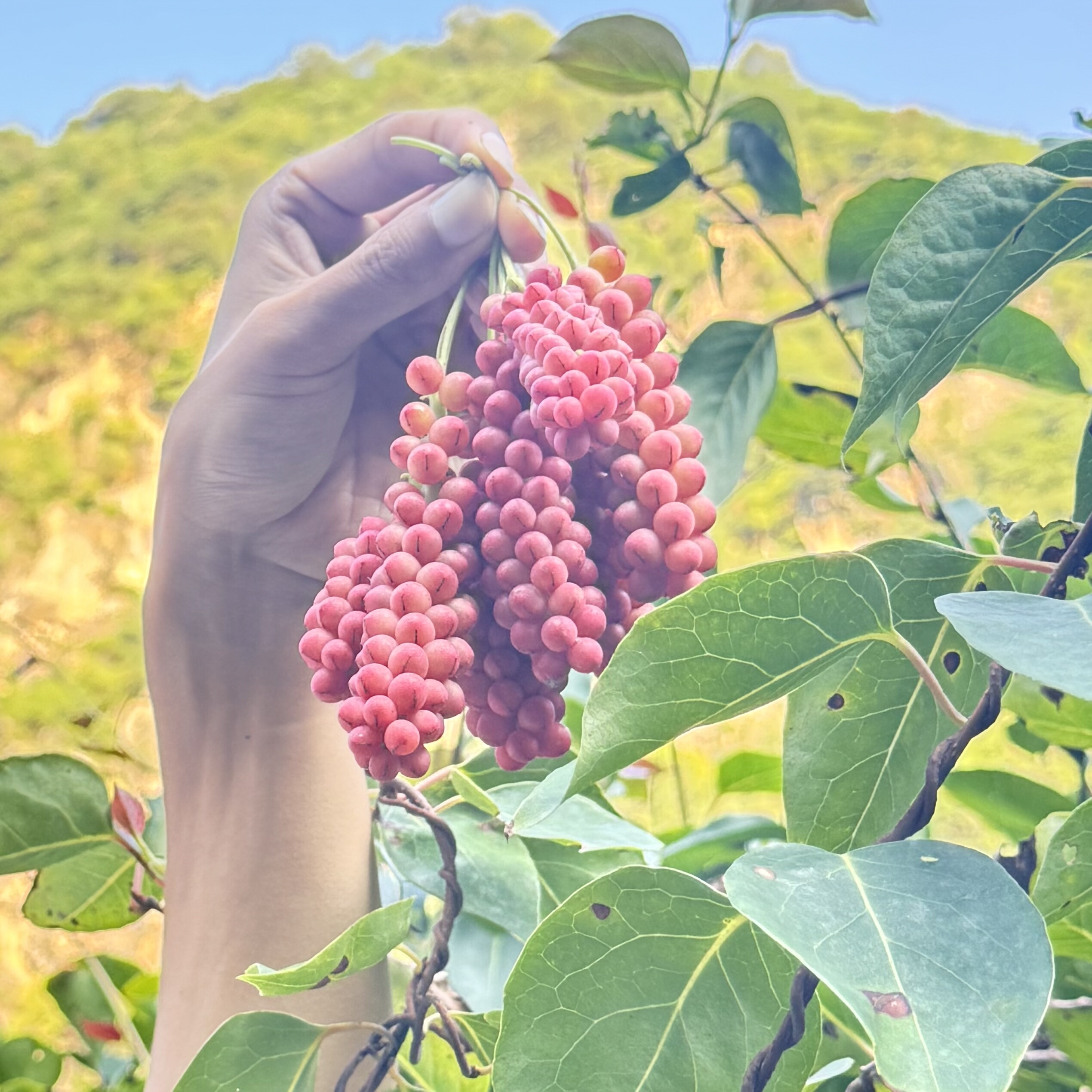 正宗秦岭新鲜野生五味子现摘现发应季水果零食泡酒泡茶顺丰包邮