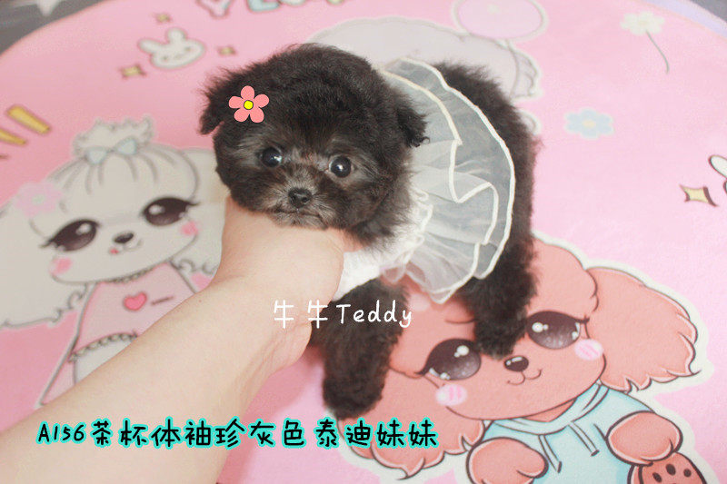 出售灰色泰迪犬幼犬活体纯种袖珍迷你茶杯犬灰色贵宾泰迪宠物幼犬