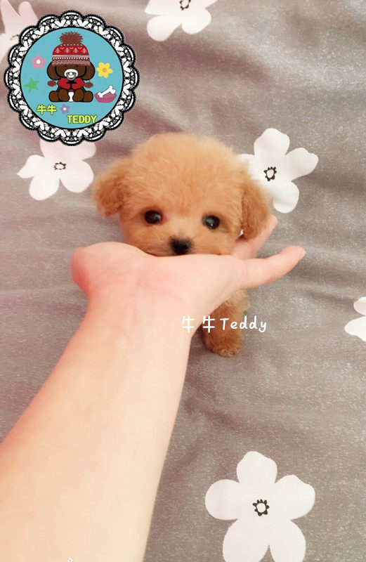 纯种贵宾犬泰迪狗活体幼犬香槟色茶杯犬泰迪狗杏色 奶油色宠物狗