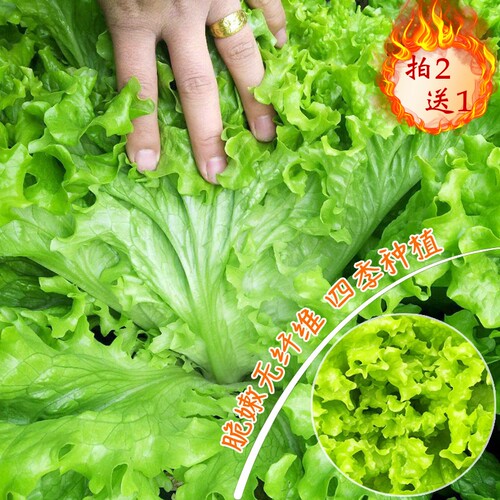 玻璃生菜种子四季播大速生菜种籽脆嫩青菜籽阳台盆栽蔬菜种孑易活