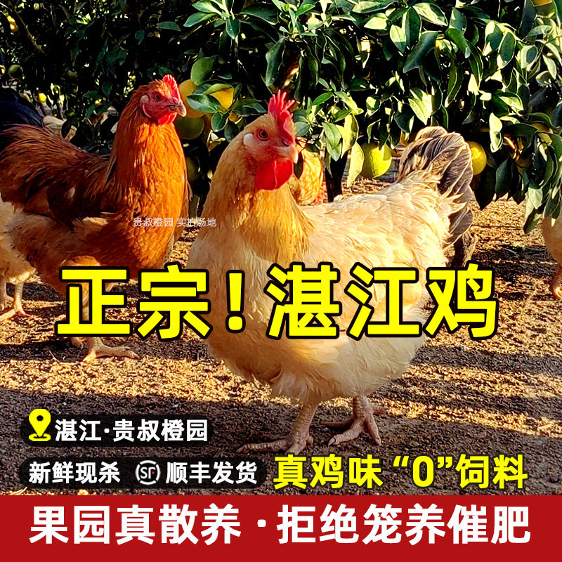湛江走地鸡正宗果园农家散养母鸡阉鸡骟扇鸡月子鸡广东白切鸡土鸡