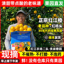 红江橙红江农场现摘现发广东湛江特产贵叔橙子园新鲜正宗廉江红橙