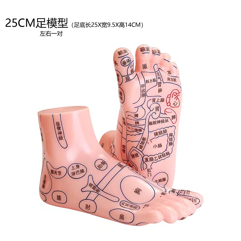 加大号脚底反射区模型足部经络穴位图解家用足疗足底按摩参考工具