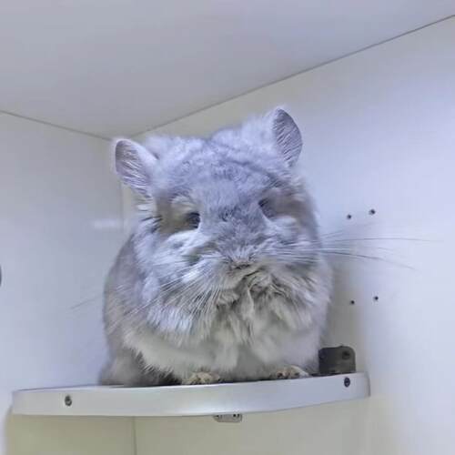龙猫活物送笼子活体幼崽