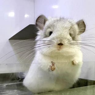 三个月大龙猫长毛银斑妹妹纯种