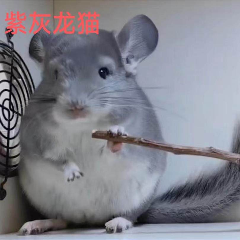 携长紫灰龙猫DD 广州珠岛龙猫宠物店