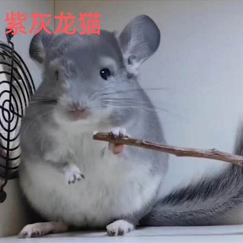 长毛银斑龙猫无其他信息