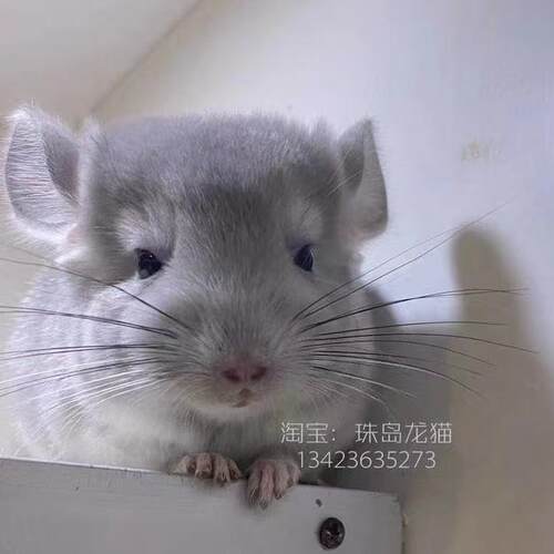 紫灰长毛紫灰龙猫无其他信息
