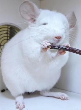 三个月大 龙猫  粉白DDMM   欢迎到店挑选 珠岛龙猫