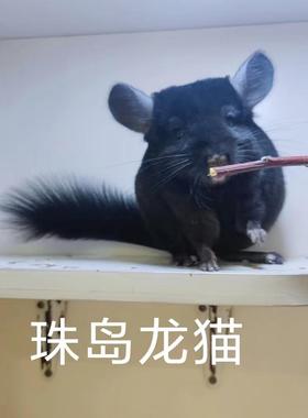 三个月大纯黑龙猫DDMM 珠岛龙猫