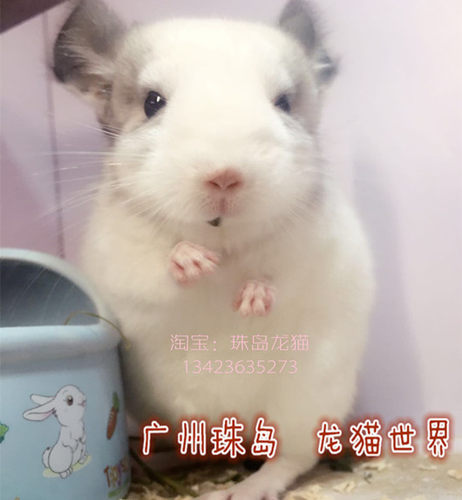 3个月大 纯白MM 龙猫宝宝宝 广州珠岛 龙猫世界 欢迎到店挑选